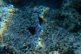 Image of Arrow dart-goby