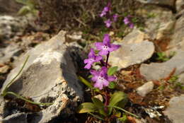 Image of Four-spotted Orchis