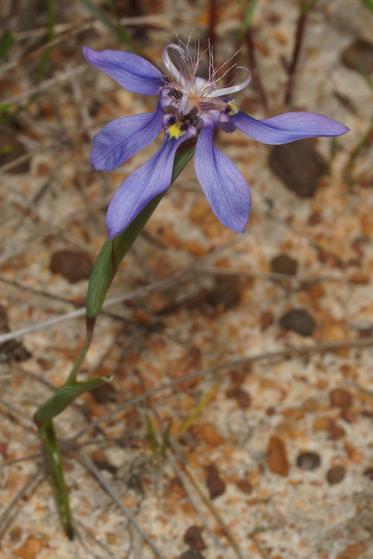 Image of Moraea lugubris (Salisb.) Goldblatt