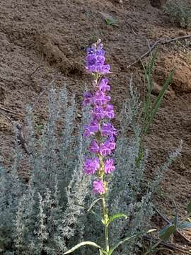 Image of Upright Blue Beardtongue