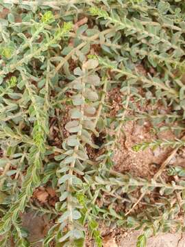 Image of Hypericum tomentosum L.