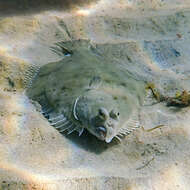 Image of Greenback flounder