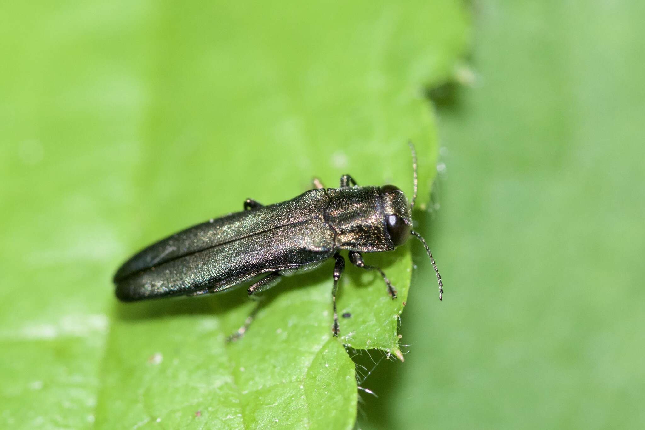 Image of European Oak Borer