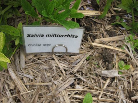 Image of red sage