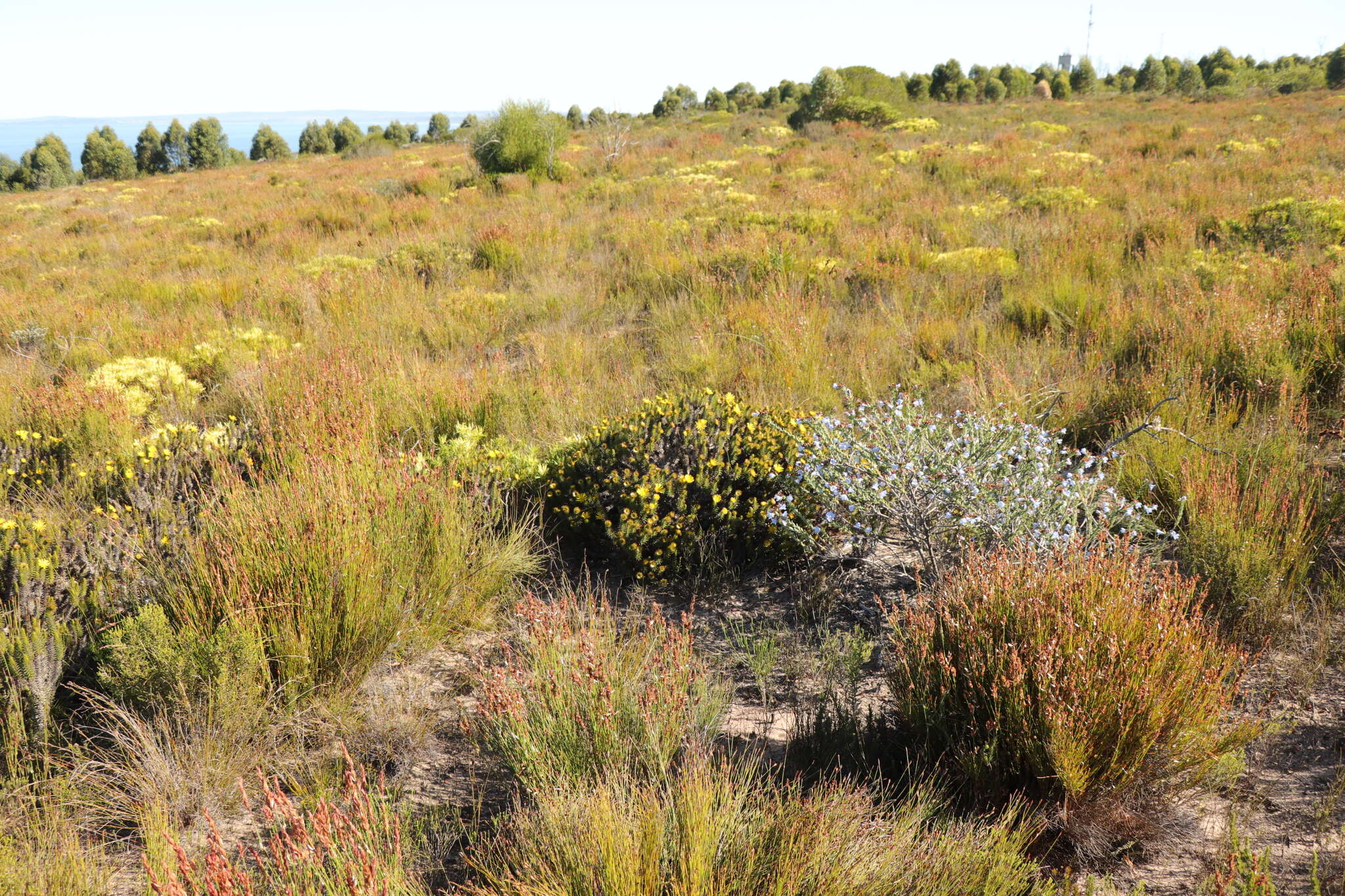 Image of Lobostemon trigonus (Thunb.) Buek