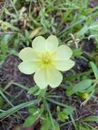 Oenothera humifusa Nutt. resmi