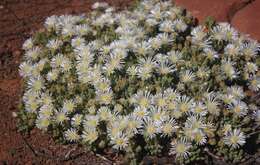 Imagem de Drosanthemum framesii L. Bol.