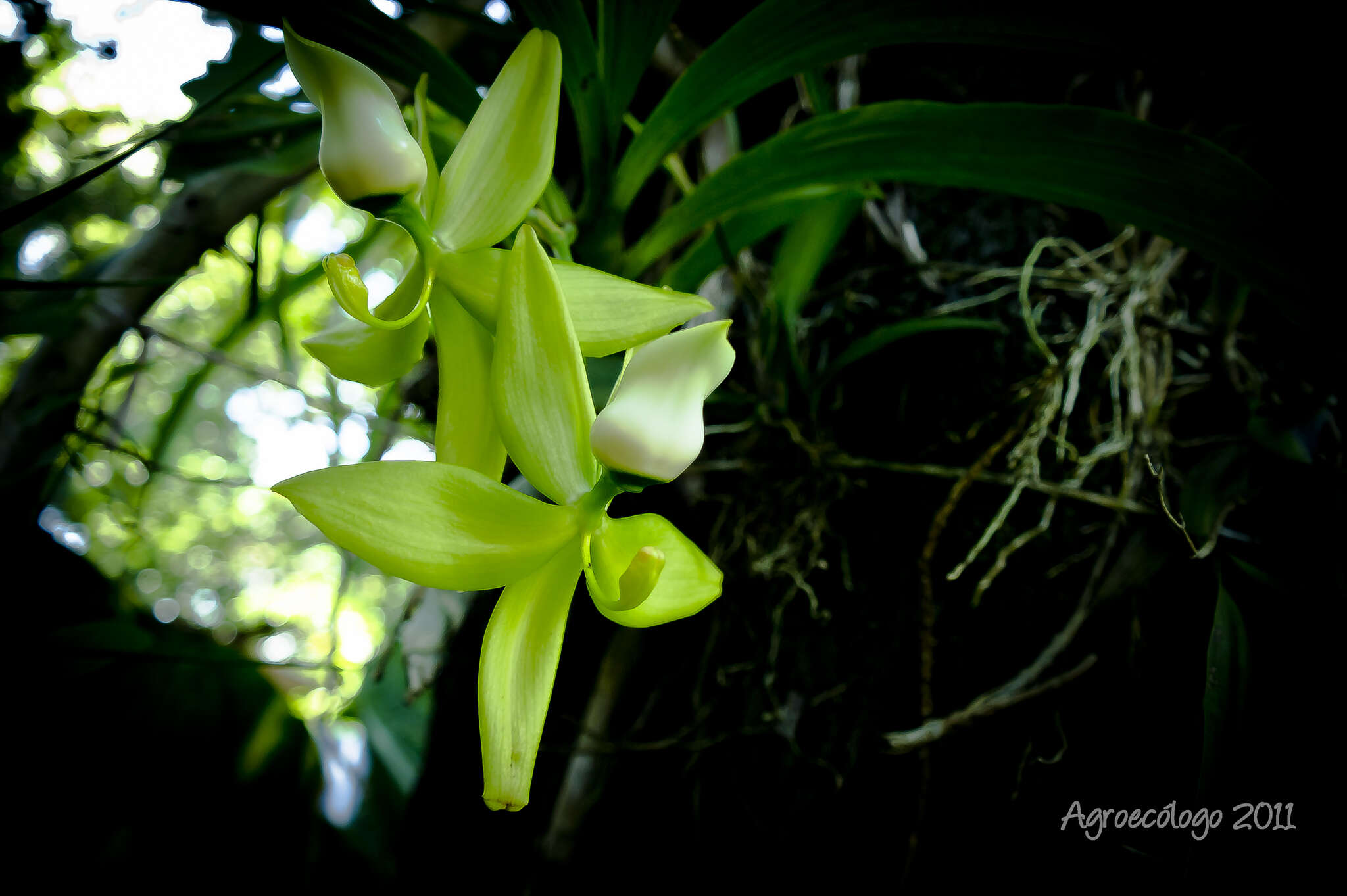 Cycnoches ventricosum Bateman的圖片