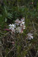 Image of pink campion