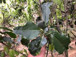 Image of Sarcomelicope simplicifolia (Endl.) T. G. Hartley