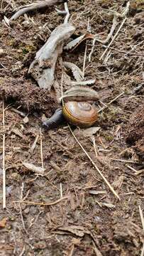 Image of Powelliphanta marchanti (Powell 1932)