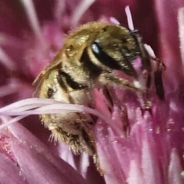Image of Hairy Sweat Bee