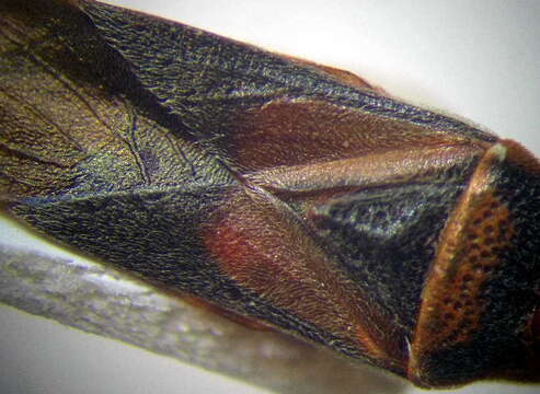 Image of Elm Seed Bug