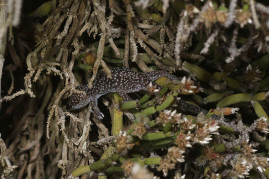 Image of Pachydactylus maraisi Heinicke, Adderly, Bauer & Jackman 2011