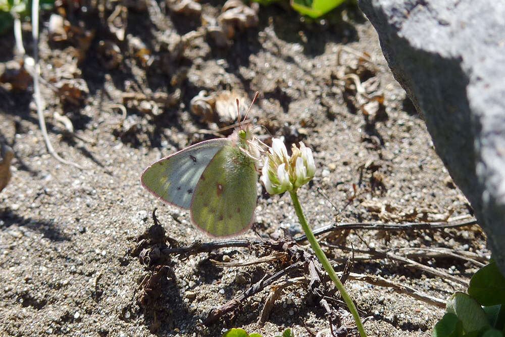 Image of Colias vauthierii Guérin-Méneville (1830)