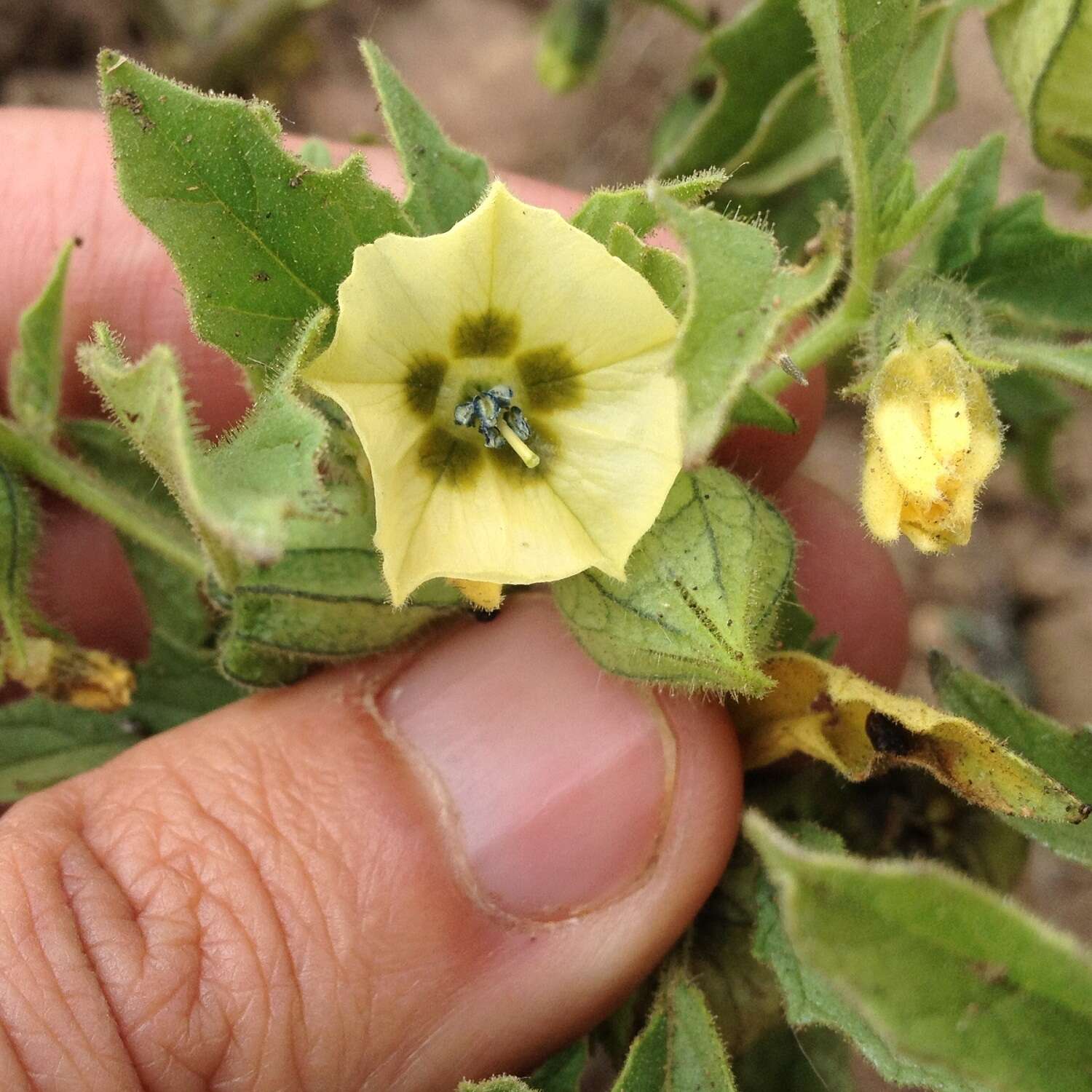 Image of Physalis patula Mill.