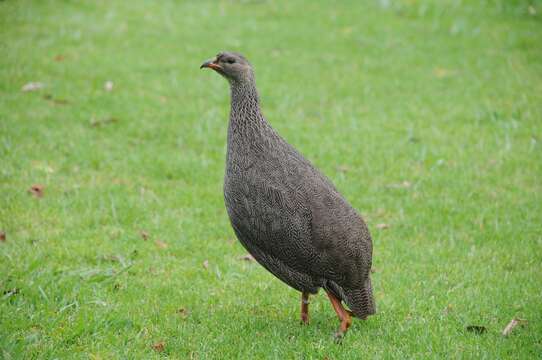 Image of Cape Francolin