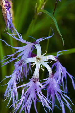 Image of Dianthus superbus subsp. alpestris Celak.