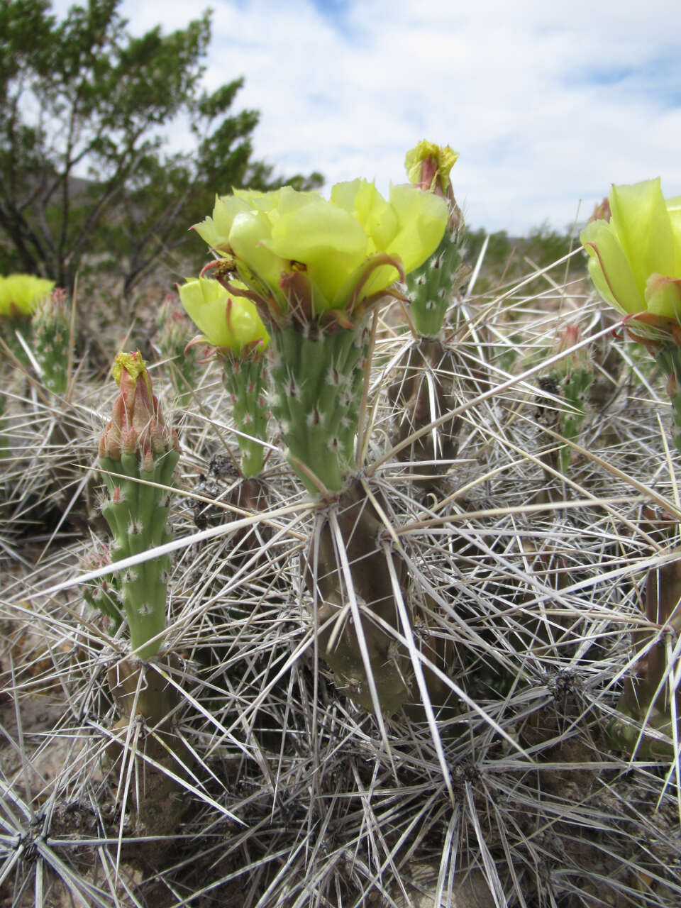 Image of Big Bend pricklypear