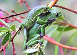 Image of painted-belly leaf frog