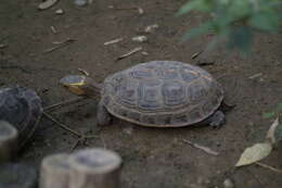 Image of Yellow-margined Box Turtle