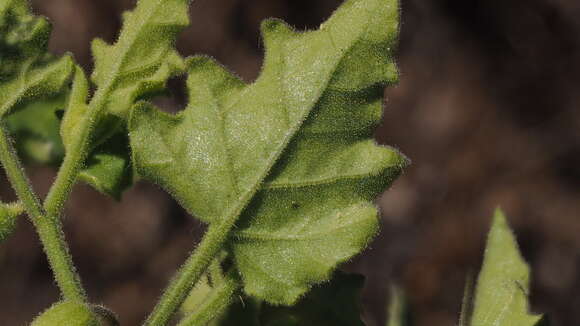 Image of Palmer's groundcherry