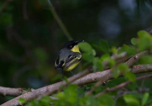 Image of Common Tody-Flycatcher