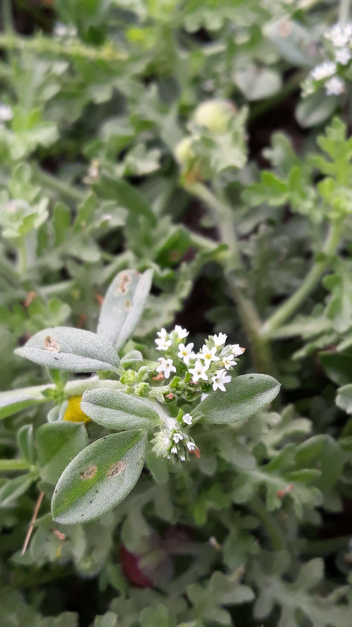 Image of Euploca ovalifolia (Forsk.) Diane & Hilger