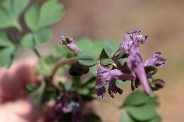 Image of bird-in-a-bush