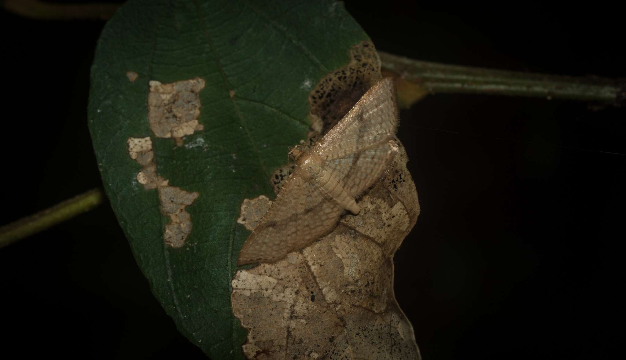 Image of Addaea subtessellata Walker 1866