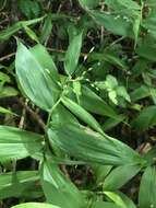 Image of Bosc's panicgrass