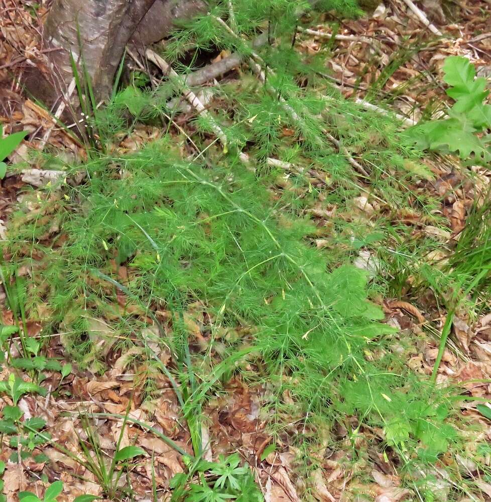 Image of Asparagus tenuifolius Lam.