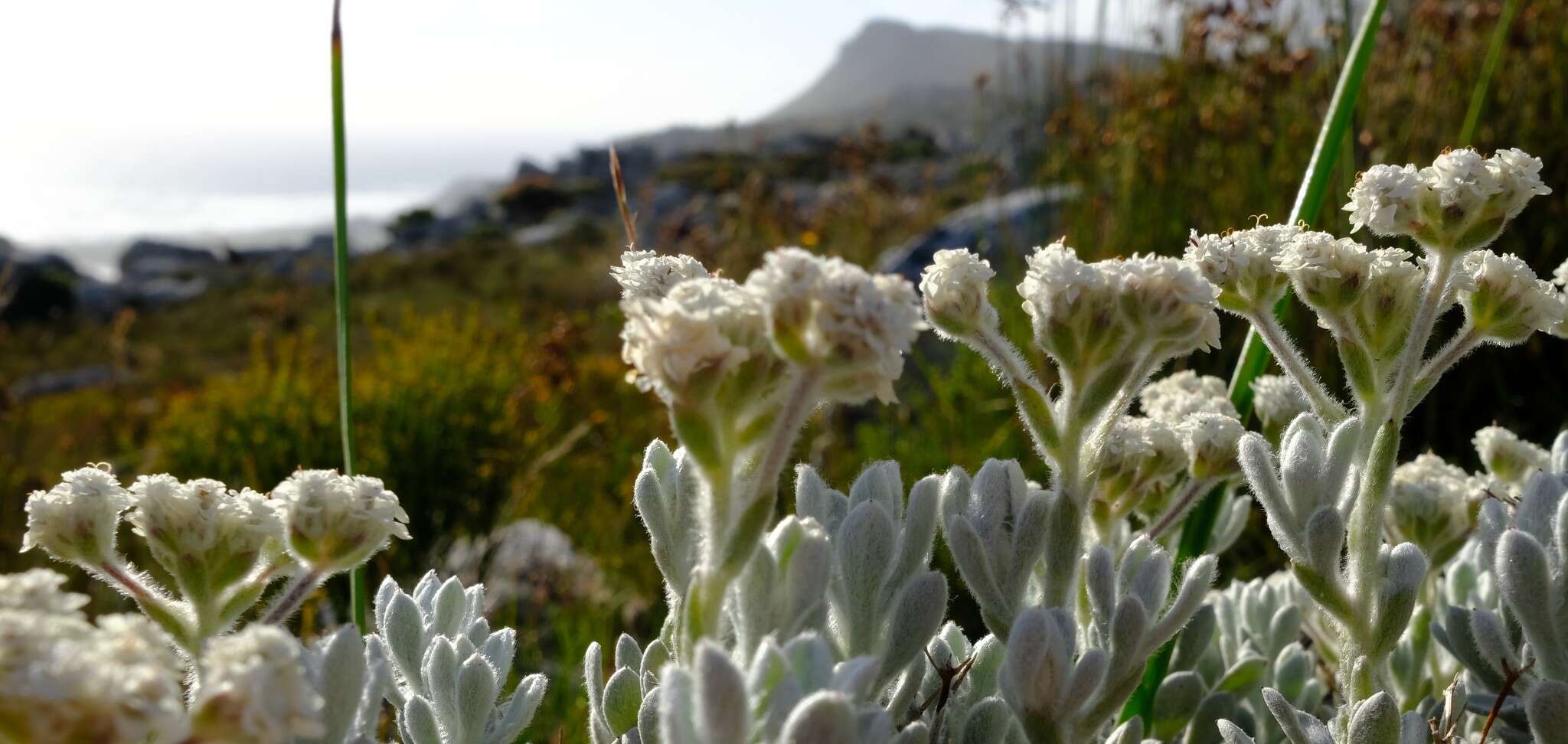 Petalacte coronata (L.) D. Don resmi