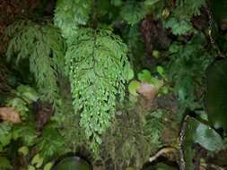 Imagem de Hymenophyllum bivalve (G. Forst.) Sw.