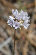 Image of foothill gilia