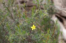 Image of Hibbertia exasperata (Steudel) Briq.