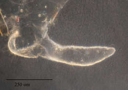 Image of Pleotrichophorus stroudi (Knowlton 1948)