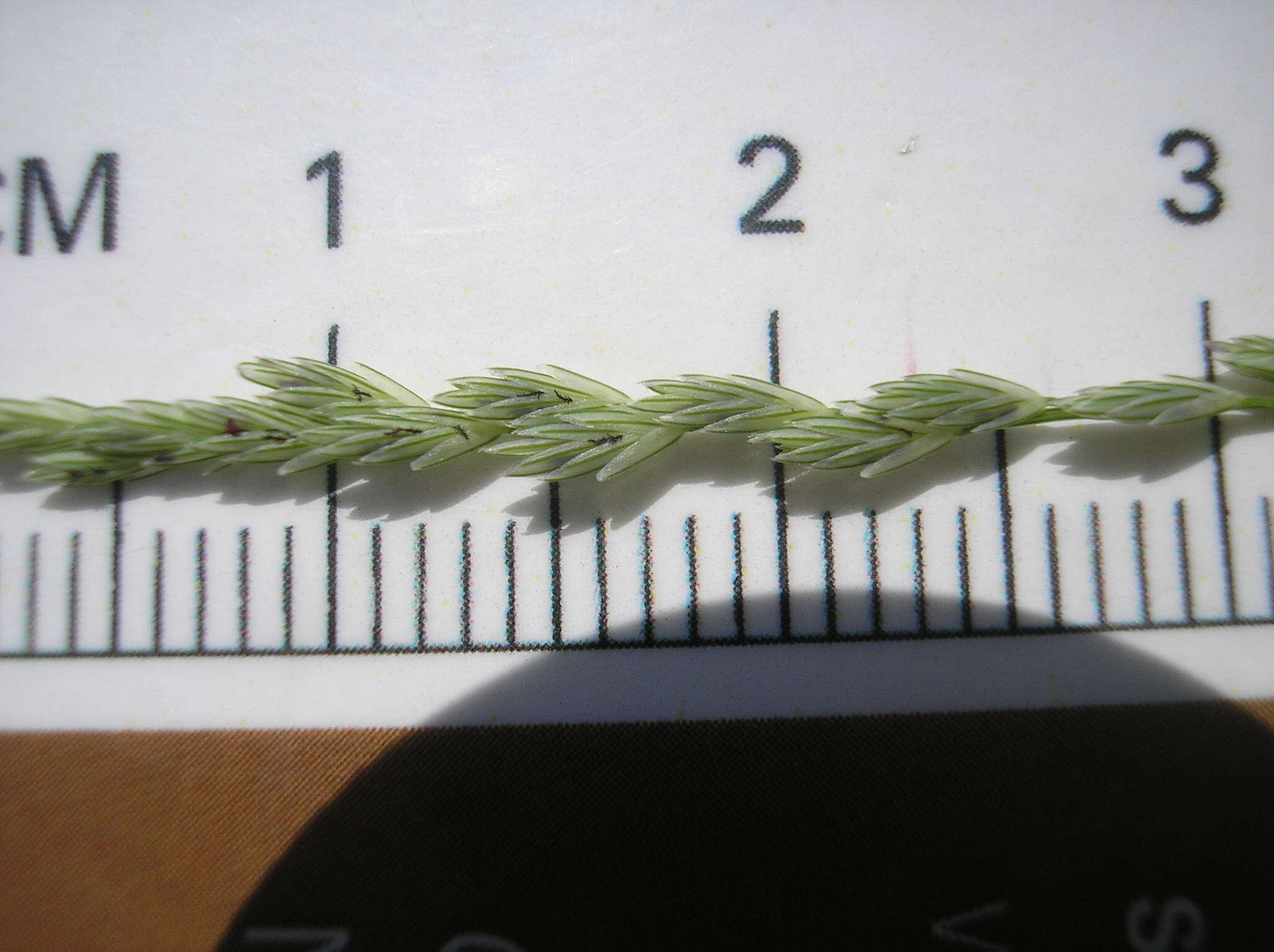 Image of Amazon Viper Grass