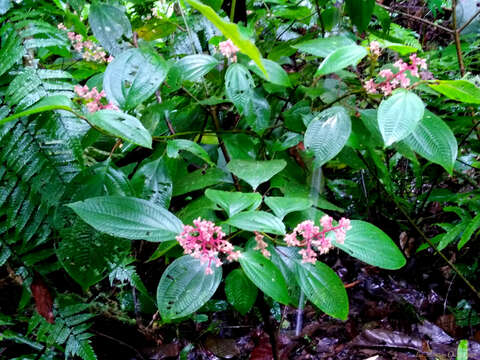 صورة Miconia alterninervia