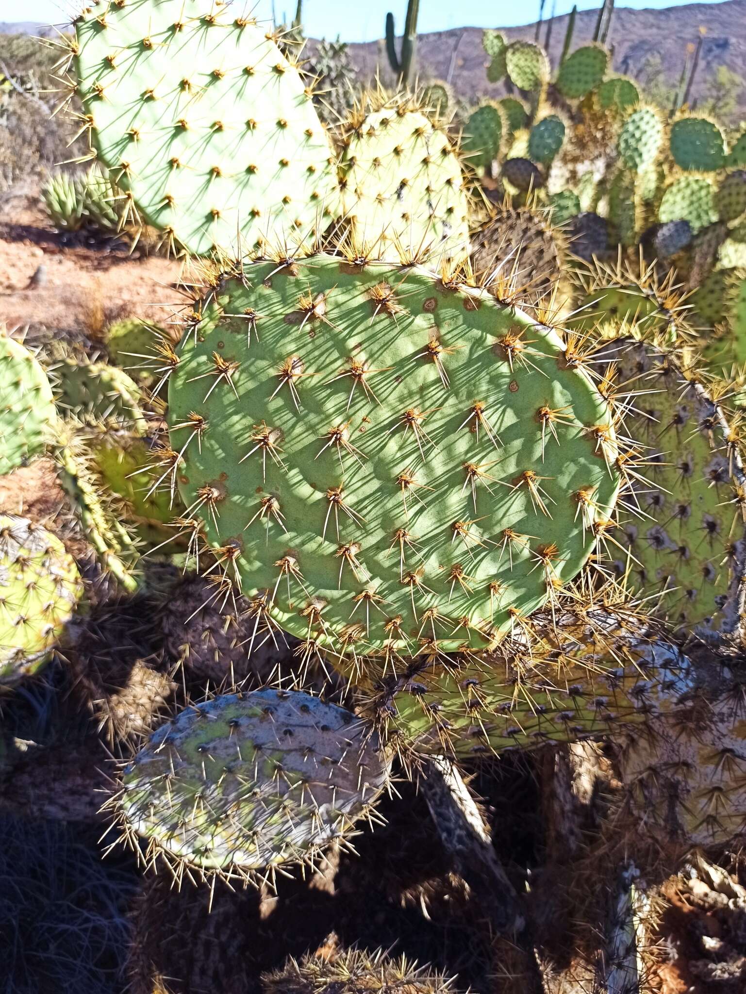 Sivun Opuntia clarkiorum kuva