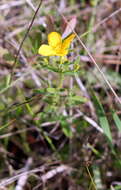 Image of Yellow Meadow-Beauty