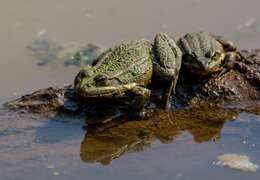 Image of Eurasian Marsh Frog