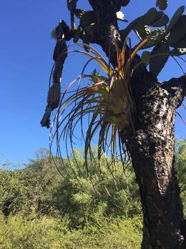 Image de Tillandsia calothyrsus Mez