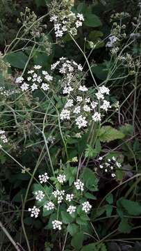 Image of greater burnet-saxifrage