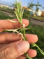 Imagem de Oenothera filiformis (Small) W. L. Wagner & Hoch