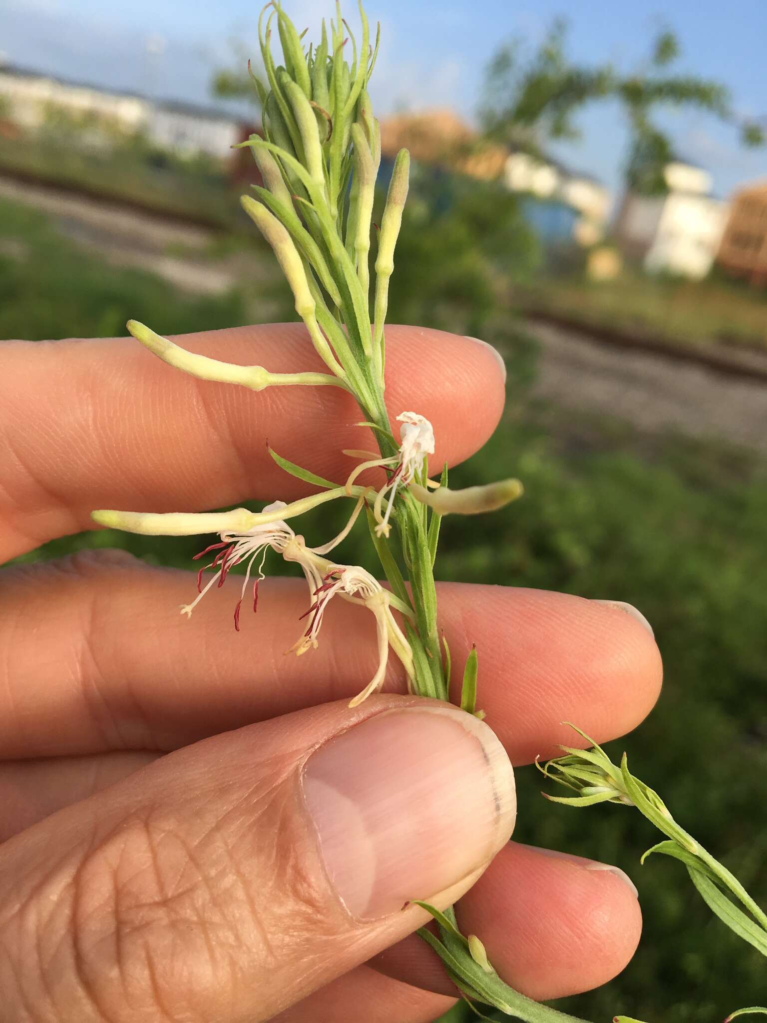 Imagem de Oenothera filiformis (Small) W. L. Wagner & Hoch