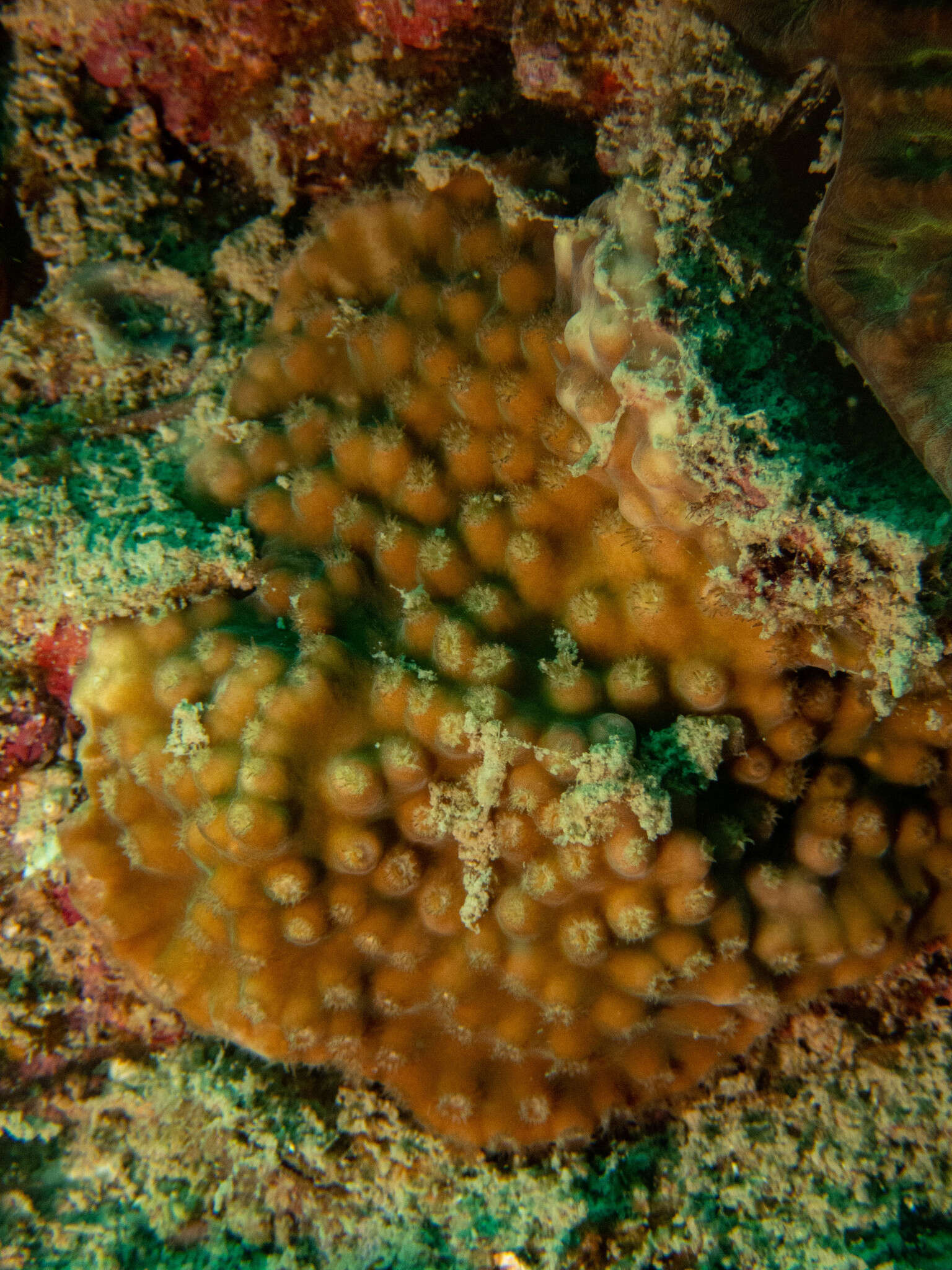 Image of Turbinaria coral