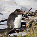 Image of Northern Rockhopper Penguin