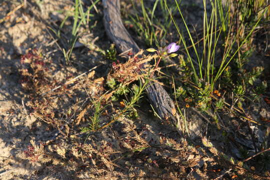 Image de Cheiranthera alternifolia E. M. Bennett