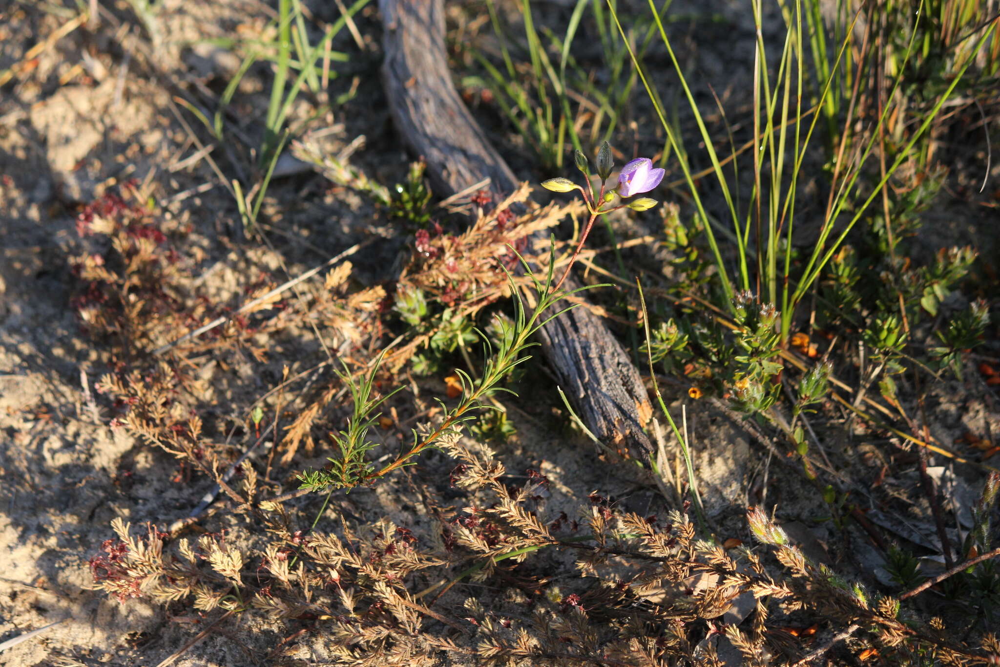 Cheiranthera alternifolia E. M. Bennett resmi